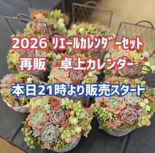 商品検索 - Lier.succulent多肉通販サイト-多肉農家オンラインショップ-