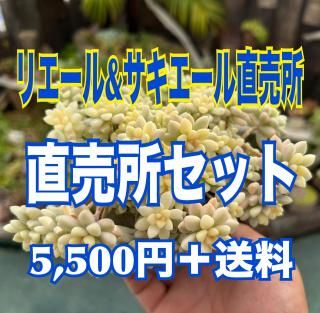 多肉植物 - Lier.succulent多肉通販サイト-多肉農家オンラインショップ-