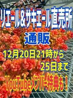 �ڥꥨ����&����������ľ����ľ��ꥻ�å�