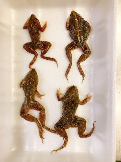 アカガエル（田鶏腿）冷凍食品 干鍋牛蛙 食用ガエル足