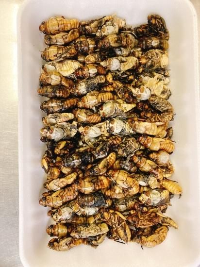 ツクツクボウシ（幼虫MIX）200g | ツクツクボウシの幼虫がMIXに