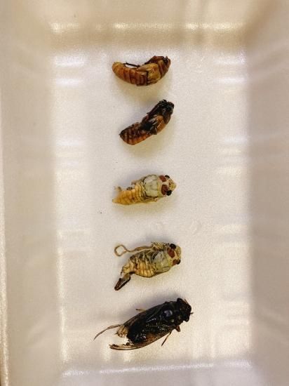 ツクツクボウシ（幼虫MIX）200g | ツクツクボウシの幼虫がMIXに