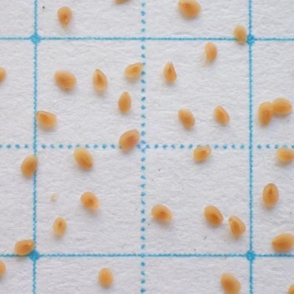 タチイヌノフグリ - 「雑草のたね」の販売・ご購入はエスペックミック