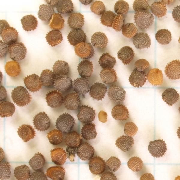 ハコベの種 雑草のたね ならエスペックミック ハコベの種 雑草のたね ならエスペックミック