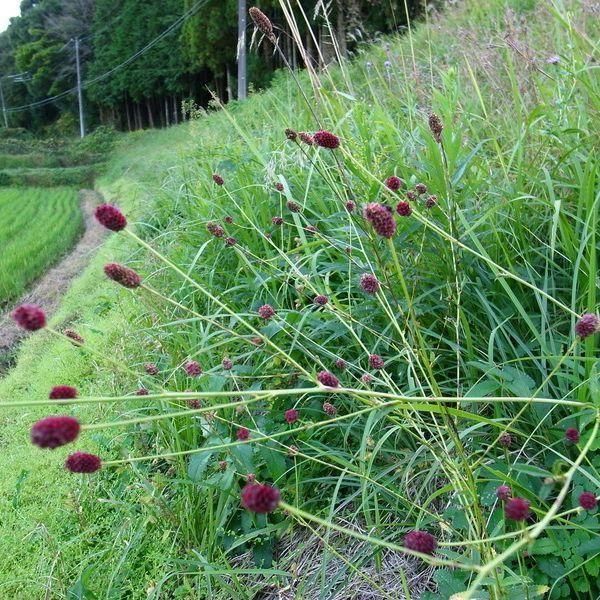 ワレモコウ - 「雑草のたね」の販売・ご購入はエスペックミック