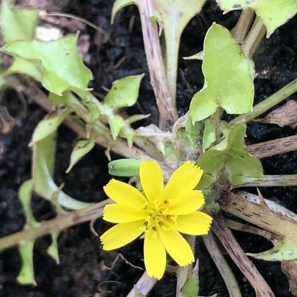 コオニタビラコ -「雑草のたね」の販売・ご購入はエスペックミック