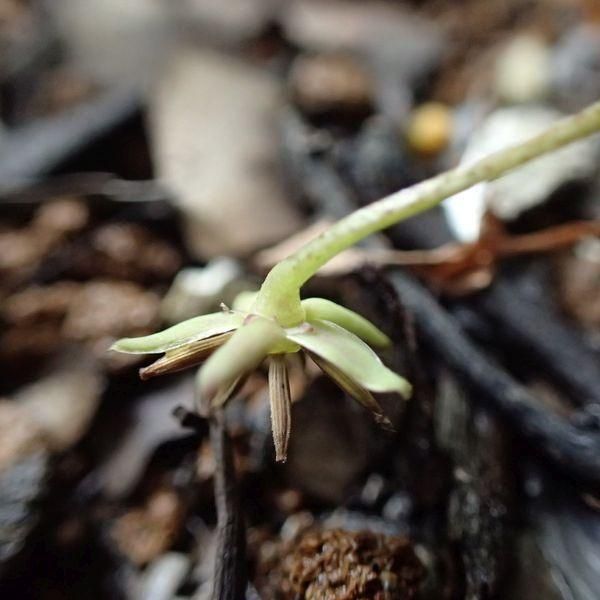 コオニタビラコ -「雑草のたね」の販売・ご購入はエスペックミック