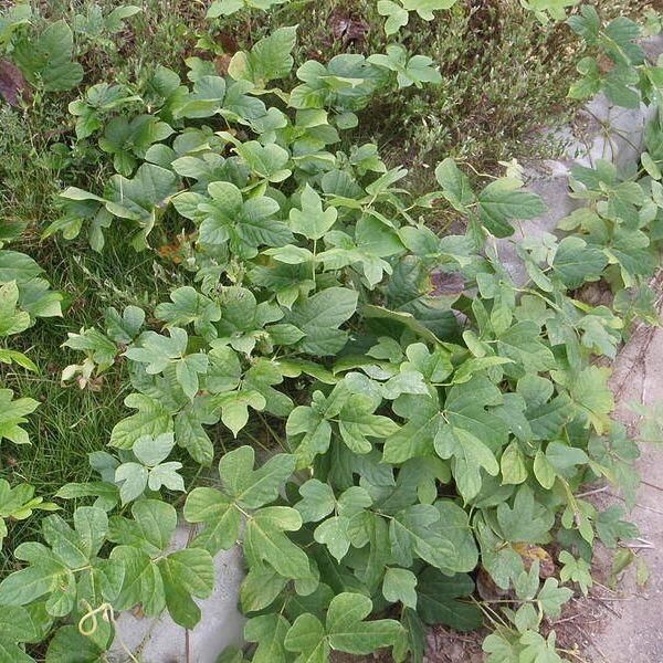 クズ - 「雑草のたね」の販売・ご購入はエスペックミック