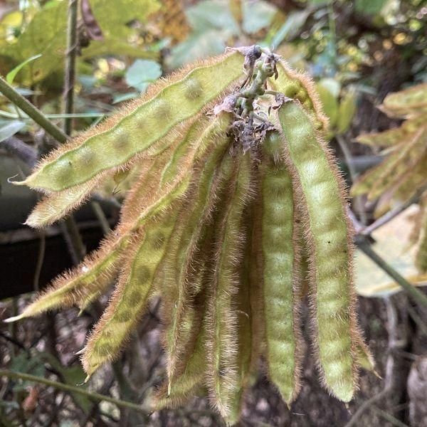 クズ - 「雑草のたね」の販売・ご購入はエスペックミック