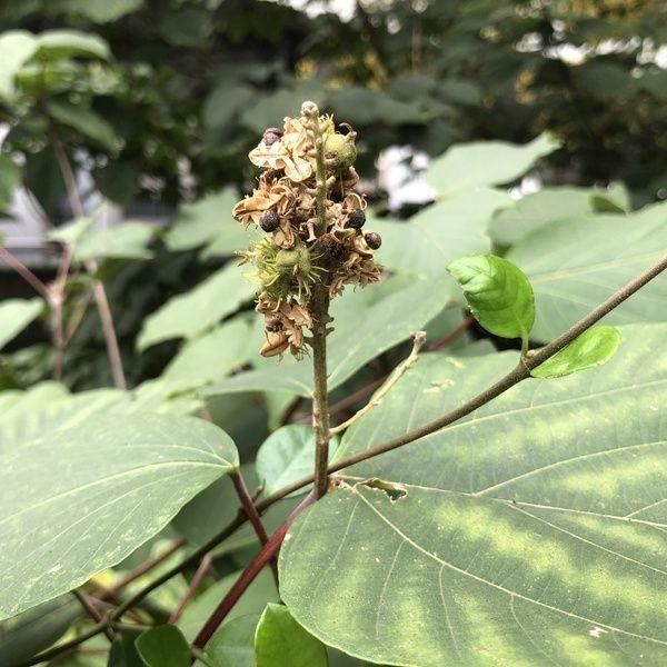 アカメガシワ - 「雑草のたね」の販売・ご購入はエスペックミック