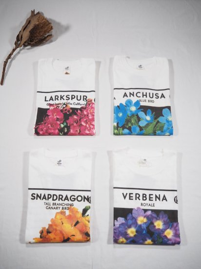 Niche.  FLOWER SEEDS T [VERBENA] FLOWER 1