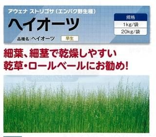 栗かぐや 苗（登録品種）（2025年販売終了） - オガワのタネ