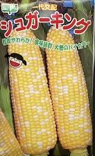 こねこっち ฅ^•ﻌ•^ฅページ（バイカラコーンニセット） 楽天市場】カラーコーンとコーンベット 20個 セット 赤 青 黄 緑