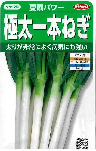夏扇パワー - オガワのタネ オンラインショップ