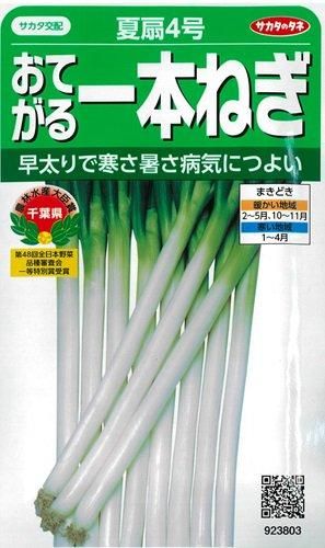 夏扇4号 - オガワのタネ オンラインショップ