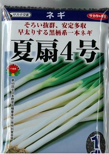 夏扇4号 - オガワのタネ オンラインショップ 夏扇4号 - オガワのタネ オンラインショップ