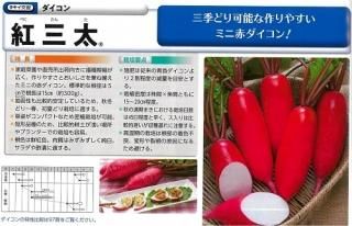赤大根 オガワのタネ オンラインショップ
