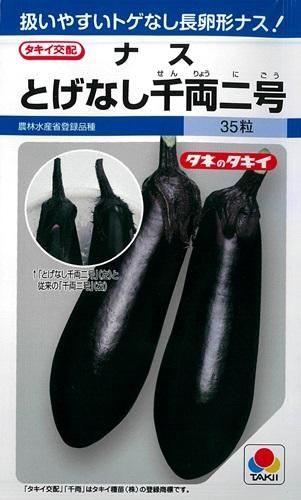 とげなし千両二号（登録品種） - オガワのタネ オンラインショップ