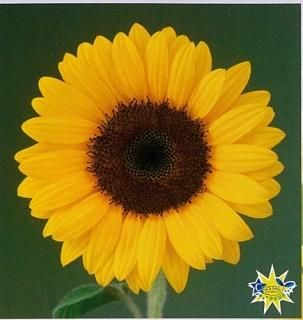 ひまわり（営利用） - オガワのタネ オンラインショップ