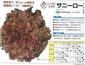 サニーローズ コート5000粒 オガワのタネ サニーローズ コート5000粒 オガワのタネ