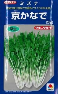水菜 サラダ用水菜 [水菜] - e-種や｜国内最大級の野菜種・花種・苗・農業