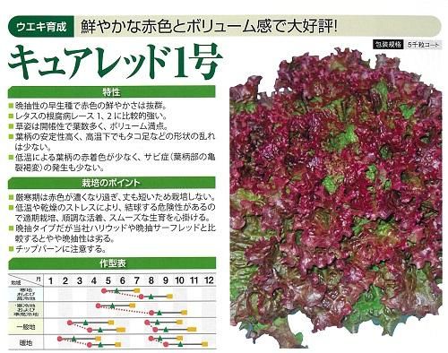 キュアレッド1号 コート5000粒 オガワのタネ キュアレッド1号 コート5000粒 オガワのタネ