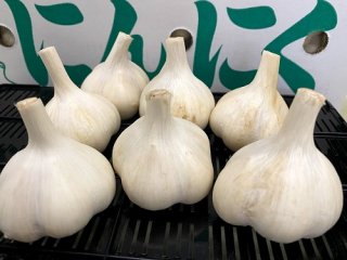 にんにく種子（青森県産 ホワイト六片） - オガワのタネ オンライン 