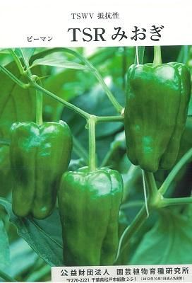 ピーマン 大型ピーマン 種 『L3とんがりパワーマックス』 ナント種苗 | たね