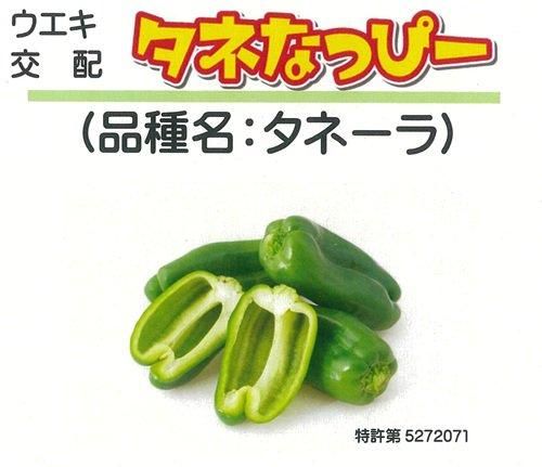 日本初の タネーラ（タネなっぴー）（登録品種） オガワのタネ - 着物・浴衣