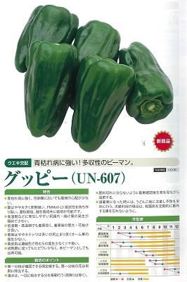 ピーマン 期間限定】(大きなみどり)カラーピーマン/1.3キロ(13個前後)|ファーム