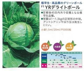ボール型キャベツ オガワのタネ ボール型キャベツ オガワのタネ