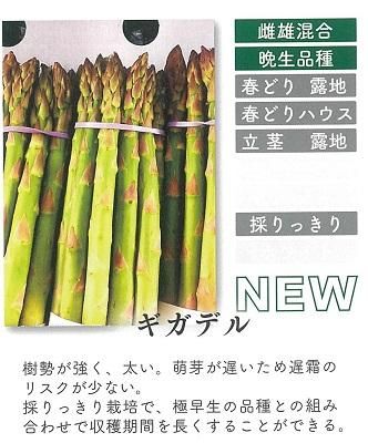 ギガデル １００粒 オガワのタネ