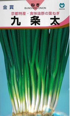 九条太 １ｄｌ オガワのタネ