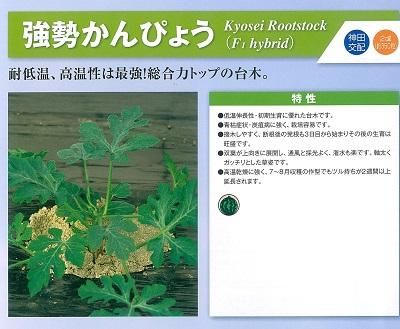 強勢かんぴょう 2dl オガワのタネ 強勢かんぴょう 2dl オガワのタネ