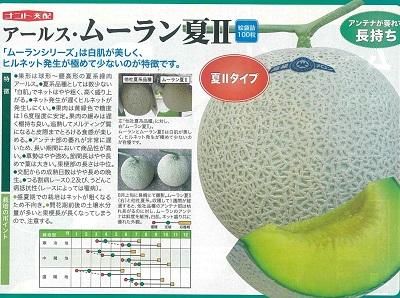 楽天市場】〈100粒〉メロン種【 アールスムーラン夏I 】ナント