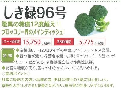 しき緑96号（2025年コート種子7月頃入荷予定） - オガワ