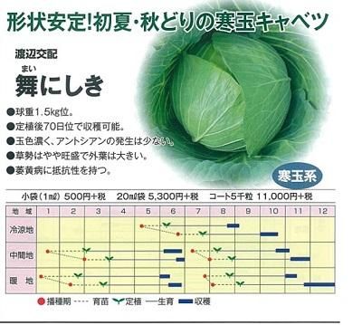 舞にしき １ｍｌ オガワのタネ