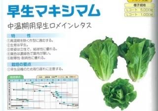 ロメイン 半結球 レタス オガワのタネ ロメイン 半結球 レタス オガワのタネ