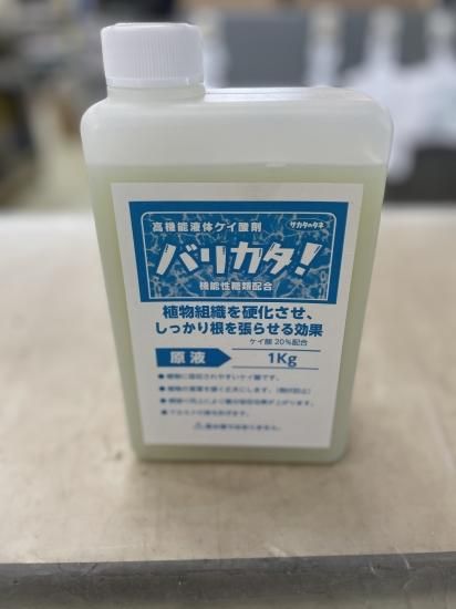 バリカタ 1kg オガワのタネ バリカタ 1kg オガワのタネ