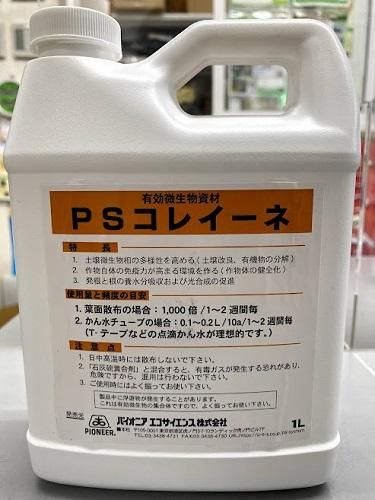 ボリビア産　ナンベイオオタガメ　113mm(口から給水官) 貴重標本】ボリビア産 ナンベイオオタガメ 99mm(口吻先から羽先まで)