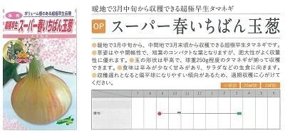 スーパー春いちばん玉葱（2025年品切） - オガワのタネ オンライン