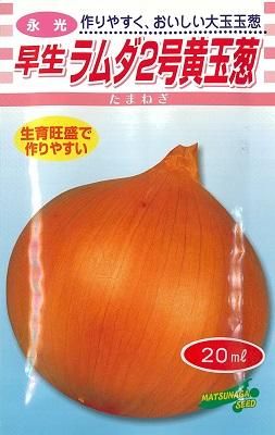ラムダ2号黄玉葱 - オガワのタネ オンラインショップ
