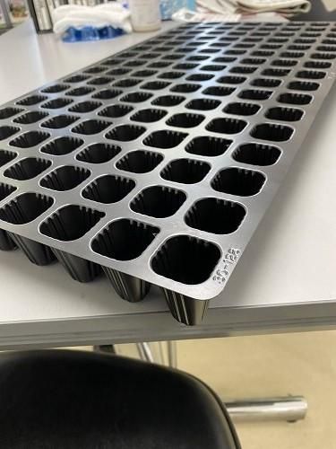 素心在銘　極上トラ根付　18g 東Y7-0825⭐︎2Fタウル タキイ根巻防止セルトレイM型 - オガワのタネ オンラインショップ