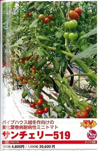 サンチェリー５１９ １００粒 オガワのタネ
