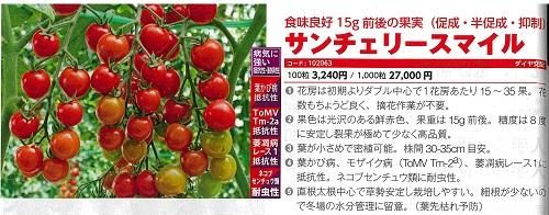 サンチェリースマイル 1000粒 オガワのタネ サンチェリースマイル 1000粒 オガワのタネ