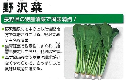 野沢菜 8ml オガワのタネ 野沢菜 8ml オガワのタネ