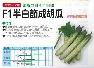 白きゅうり 変わりキュウリ オガワのタネ