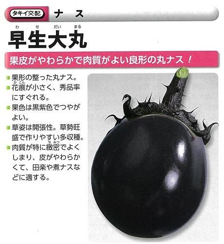 早生大丸 - オガワのタネ オンラインショップ