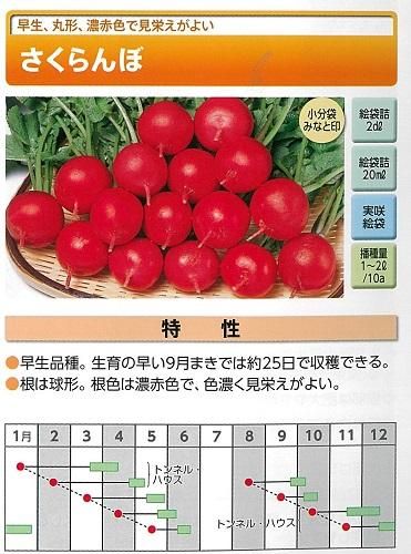 さくらんぼ 佐藤錦 秀選 L 200g オリジナルパック バラ詰め