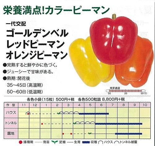 オレンジピーマン - オガワのタネ オンラインショップ オレンジピーマン - オガワのタネ オンラインショップ